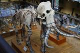 Le squelette du mammouth de Durfort s'est refait une beauté
