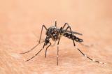L’OMS s’inquiète de la progression de la dengue en Europe, aux États-Unis et en Afrique subsaharienne