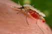 Infos congo - Actualités Congo - -Paludisme : une baisse de contamination grâce au changement climatique ?