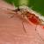 Infos congo - Actualités Congo - -Paludisme : une baisse de contamination grâce au changement climatique ?
