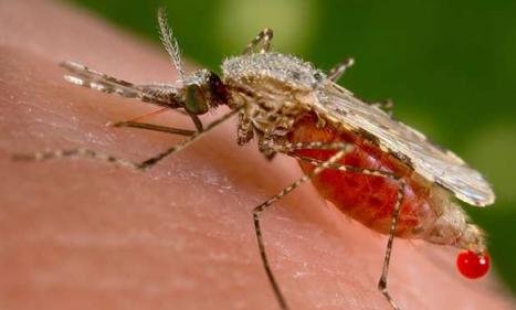 Infos congo - Actualités Congo - -Paludisme : les scientifiques étudient la possibilité de rendre le sang humain toxique pour les...