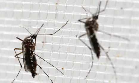 Infos congo - Actualités Congo - -20 millions de moustiques stérilisants lâchés en Californie