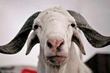 Royaume-Uni: un mouton vendu plus de $470.000 aux enchères. Record du monde !