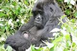 Nord-Kivu : alerte sur la disparition progressive des habitations des gorilles dans le Parc national des Virunga