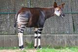 Ituri : dix ans après l'attaque des Maï-Maï, la RFO ne compte aucun animal Okapi