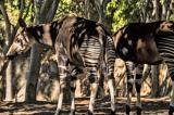L’okapi, le discret trésor de la RDC