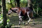 Ituri: l’Union européenne va appuyer une nouvelle capture des Okapis pour le Zoo d’Epulu