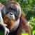 Infos congo - Actualités Congo - -Des chercheurs observent un comportement extraordinaire chez un orang-outan