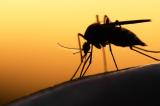 Paludisme : le nombre de décès en baisse, selon l'OMS