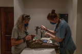 Afrique du Sud : un hôpital soigne des pangolins victimes de braconnage