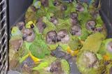 Maniema : plus de 50 perroquets verts saisis par le service de sécurité à Kibombo