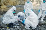 Pérou: la grippe aviaire pourrait avoir décimé jusqu’à 3500 otaries