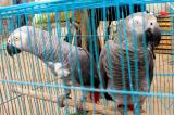 Maniema : une trentaine de perroquets gris saisis par le service de l’environnement à Kasongo
