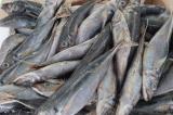Baisse des prix des produits surgelés : la Namibie favorable à fournir des poissons “chinchards” à la RDC