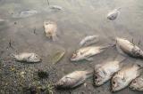 Kwilu : plusieurs espèces de poissons en voie de disparition dans la rivière Kasaï (division provinciale de Pêche)