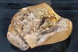 Le plus vieux cœur du monde découvert chez un poisson préhistorique