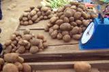 Mbanza-Ngungu : arrivée de 25 tonnes des semences pour relancer de la production de la pomme de terre