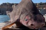 Italie: un requin avec une tête de cochon a été découvert au large de l’île d’Elbe