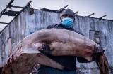 Au Congo, les requins menacés par la surpêche