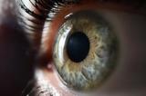 Pour la première fois, un patient aveugle retrouve partiellement la vue