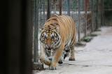 Afrique du Sud : un tigre s’échappe d'une ferme privée
