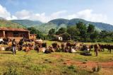 Nord-Kivu : plus de 1000 vaches abattues ou pillées par des groupes armés en mai à Rutshuru et Masisi (ACOGENOKI)