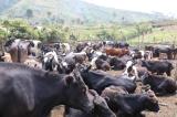 Nord-Kivu : Près de 150 vaches volées par des groupes armés, récupérées par l’armée et restituées aux propriétaires