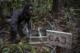 Scientifiques et paysans au chevet du bassin du Congo, deuxième « poumon vert » de la planète