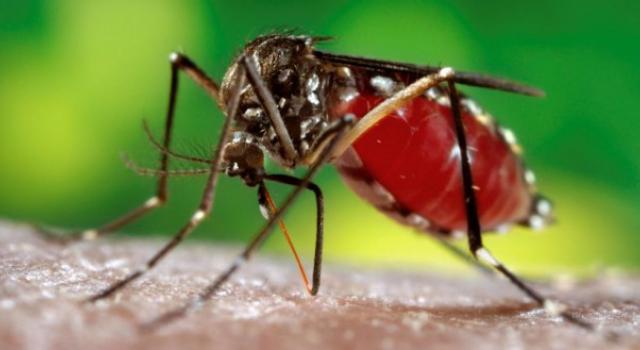 Faut-il s’inquiéter de la propagation du virus zika?