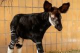 Bruxelles: un deuxième bébé okapi né au zoo d’Anvers