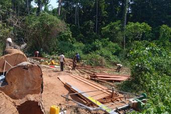 Vente de bois scis et en grumes Iroko Wenge Doussi Sapelli...