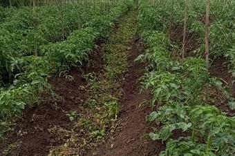 Ingnieur Agronome Consultant 