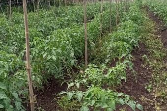 Ingnieur Agronome Consultant 