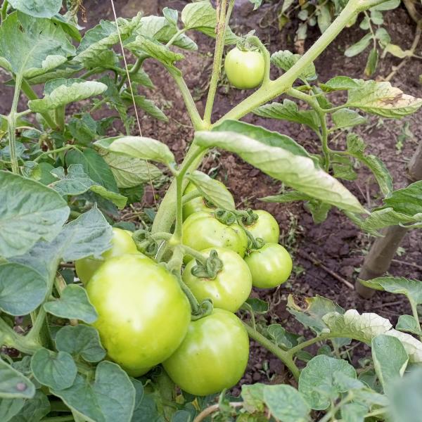 Ingnieur Agronome Consultant 