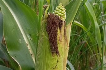 Agriculture et Consultance des Experts Agricoles en RDCongo