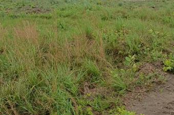 Un hectare prt de macadam  nsele avant mausole de tshisekedi le pre  vendre trs bon emplacement 