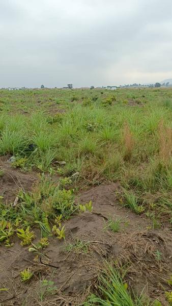 Un hectare prt de macadam  vendre commune de la nsele avant mausole de tshisekedi le pre 