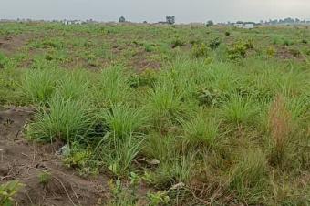 Un hectare prt de macadam  vendre commune de la nsele avant mausole de tshisekedi le pre 