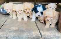 Vente des Chiens Caniche Bichon Maltais de race pure (2 Mois). Localisation (Mont Ngafúla) Prix: 110$ mediacongo