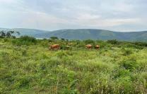 Ferme de 350 hectares bien entretenu très beau à vendre au plateau de Bateke 5000000 dollars à discuter mediacongo