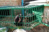 Haut-Katanga: Les kidnappeurs de trois bébés chimpanzés réclament une rançon colossale !