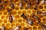 Des scientifiques ont appris à des abeilles à identifier un cas de Covid-19 en quelques secondes