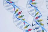 Informatique: des recherches pour concevoir l'ordinateur à ADN