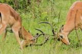 Covid-19 en Afrique du Sud : faute de touristes, des antilopes finissent dans l'assiette des plus démunis
