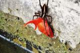 Afrique du Sud: Une araignée attrape un poisson rouge en le sortant de force de son étang 