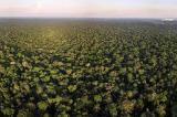 Le bassin du Congo n'absorbe pas les gaz à effet de serre de la même manière que les autres forêts tropicales
