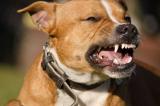 Kwilu : 72 cas de morsures des chiens dont trois morts à Mateko (Société civile)