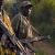 Infos congo - Actualités Congo - -Ituri : 6 morts lors des affrontements entre les milices CODECO et Zaïre