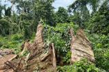 Conservation des forêts de la RDC : les bailleurs très méfiants à l'egard des institutions publiques en raison notamment de la corruption (Rapport d' Ebuteli)