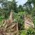 Infos congo - Actualités Congo - -Conservation des forêts de la RDC : les bailleurs très méfiants à l'egard des institutions publiques en raison notamment de la corruption (Rapport d' Ebuteli)